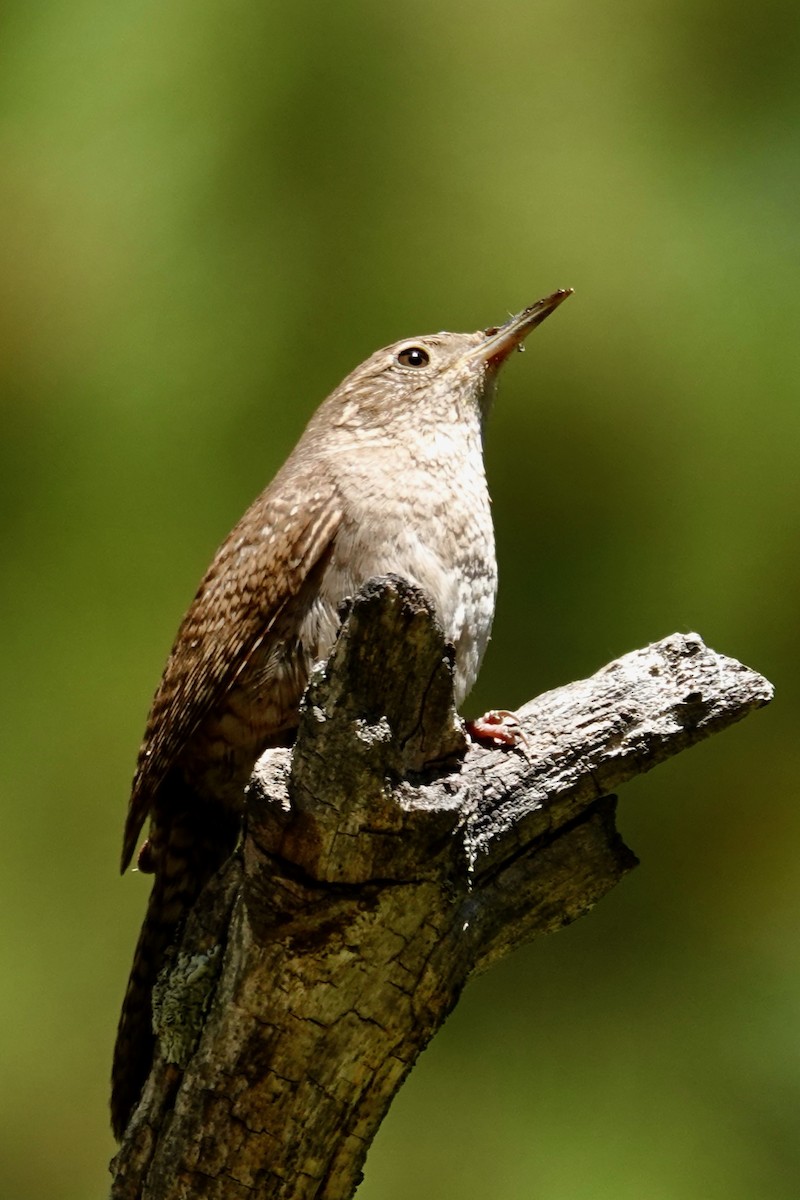 Northern House Wren - ML638573714