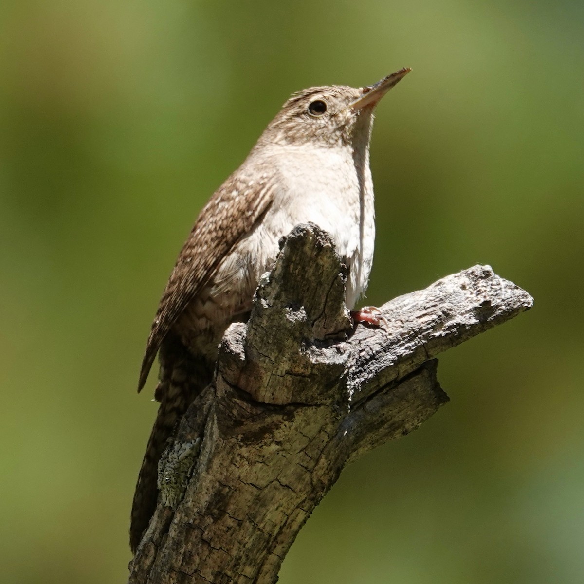 Northern House Wren - ML638573715