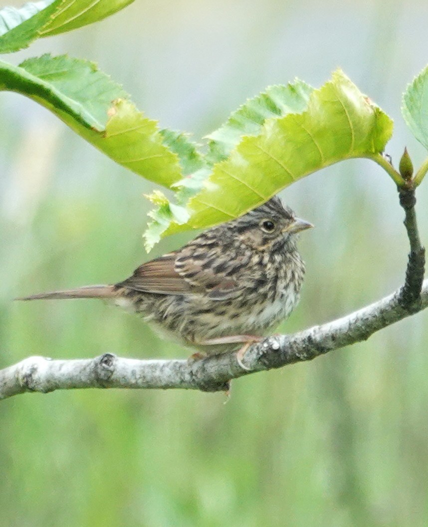 Lincoln's Sparrow - ML638573716
