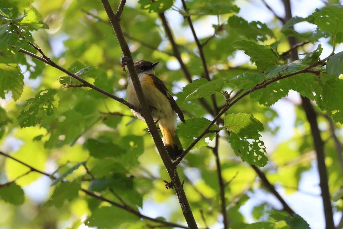 American Redstart - ML638573720