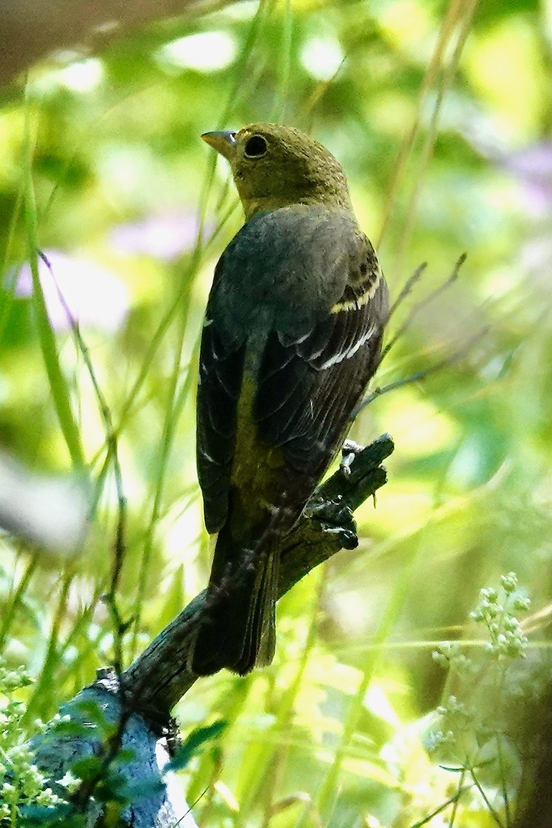 Western Tanager - ML638573722
