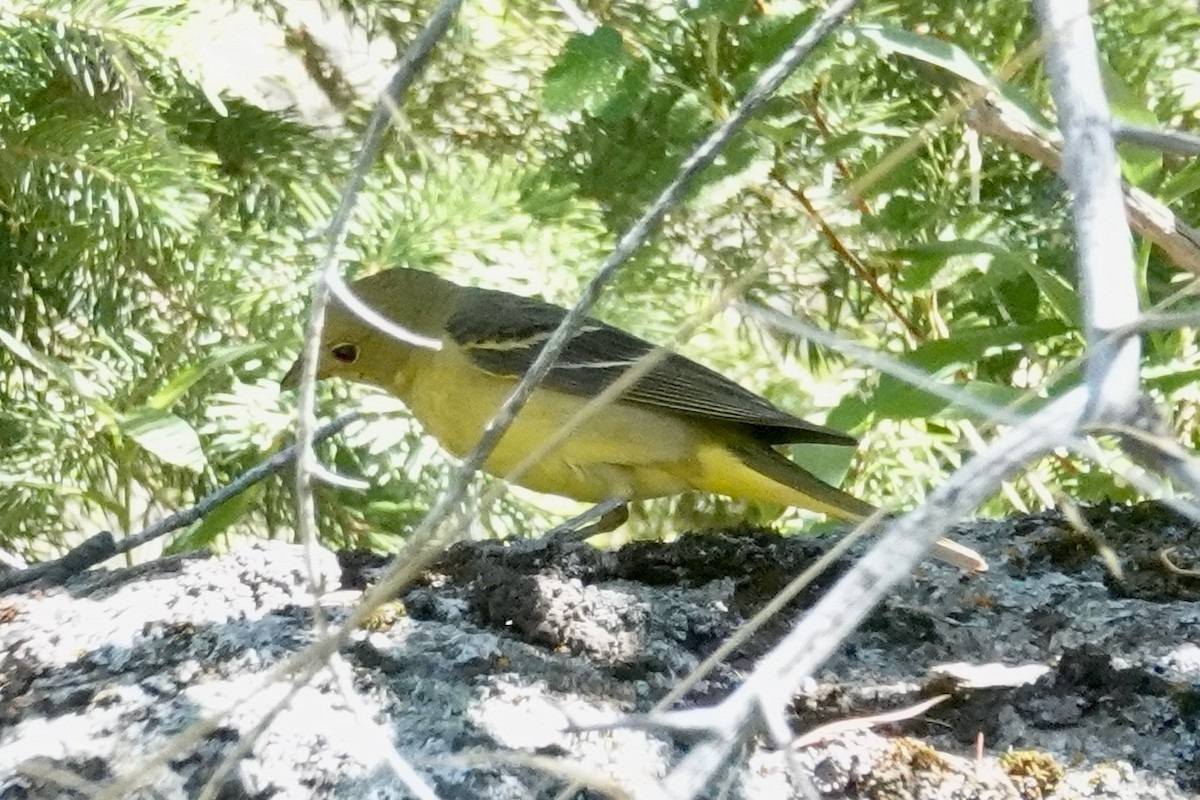 Western Tanager - ML638573723