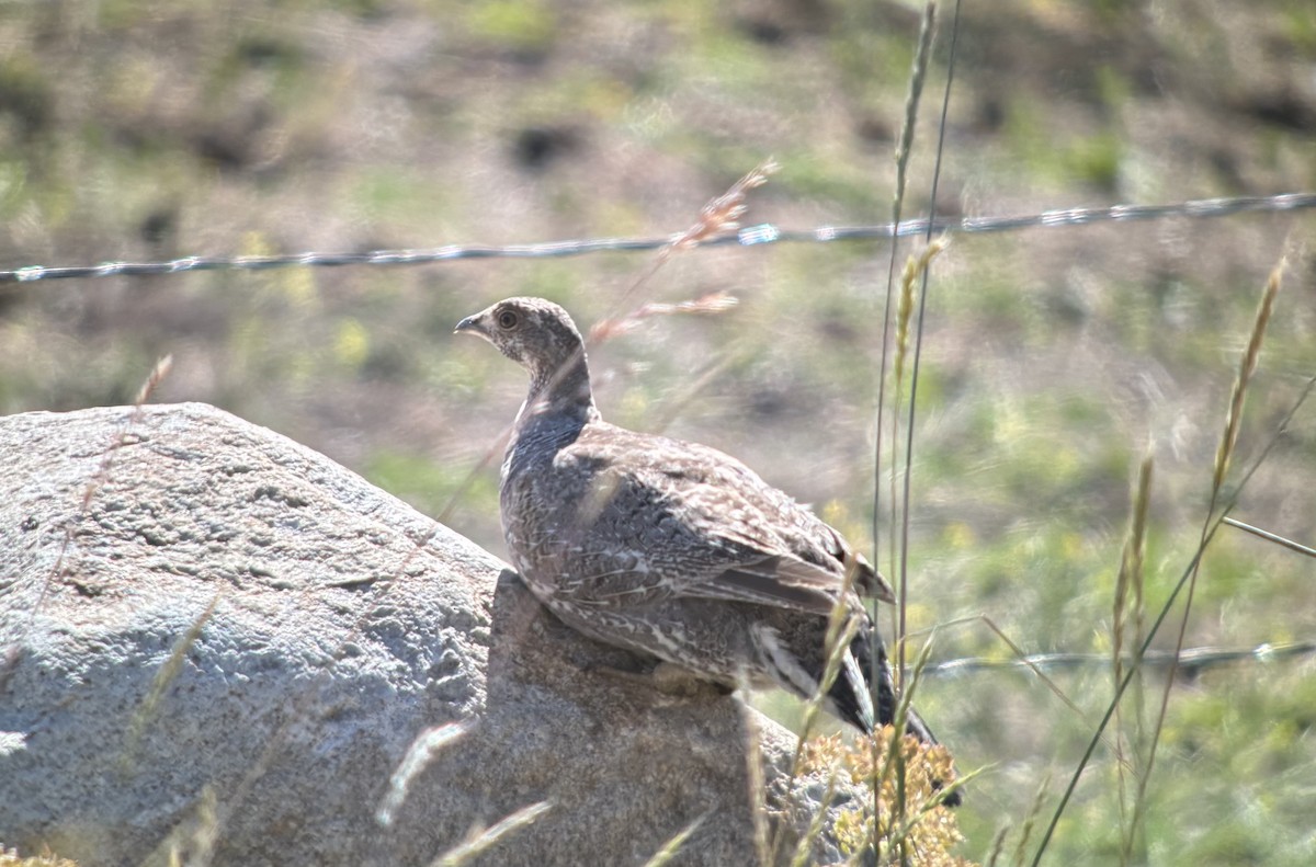 Göknar Tavuğu - ML638573757