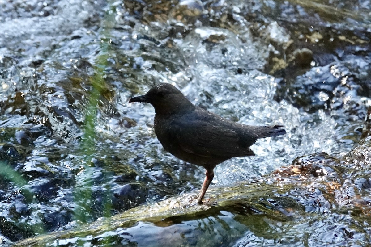 gråfossekall - ML638573774