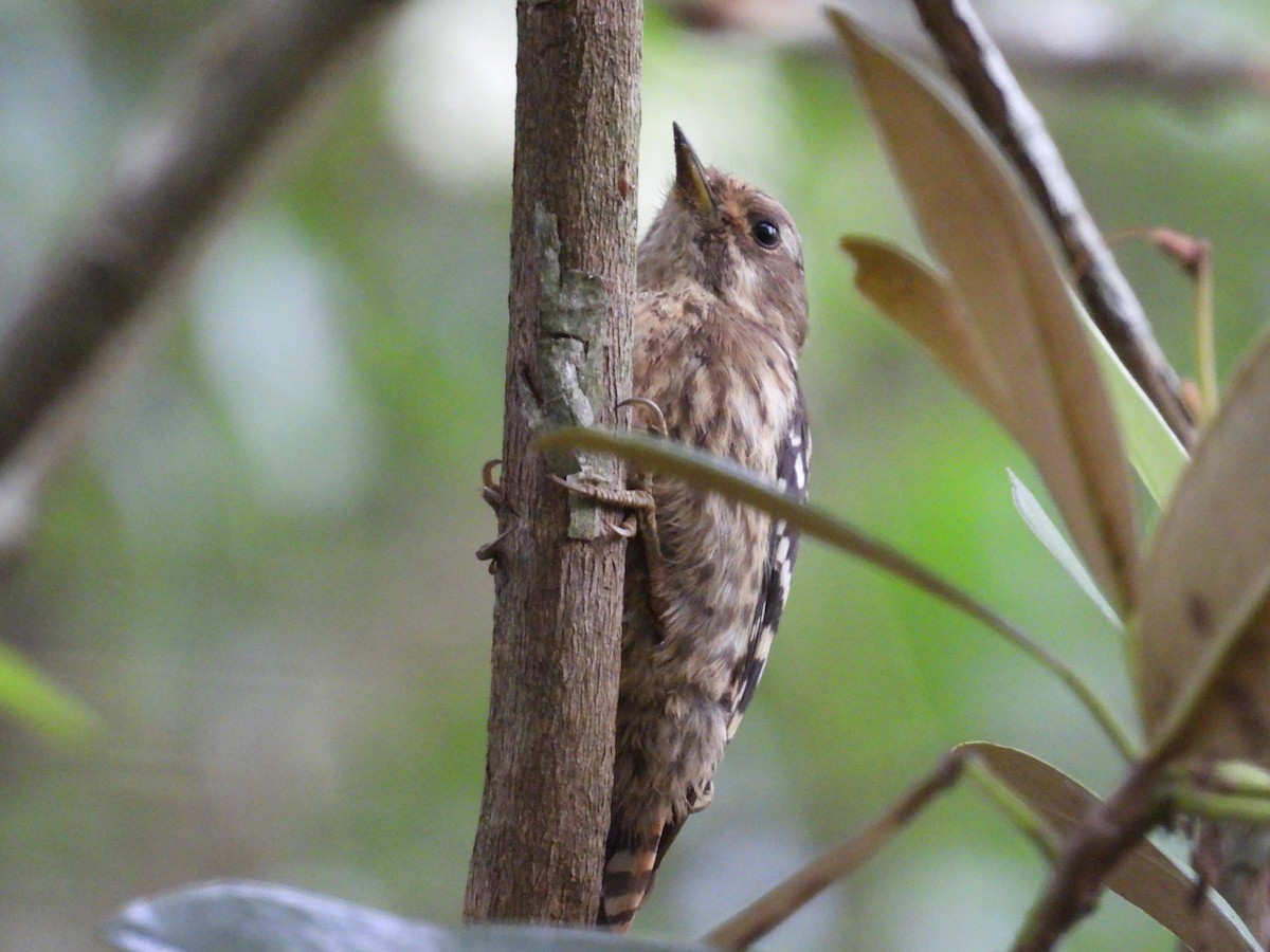 Kizuki Ağaçkakanı - ML638573809