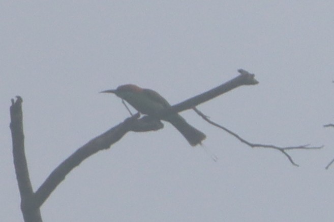 Rufous-crowned Bee-eater - ML638573841