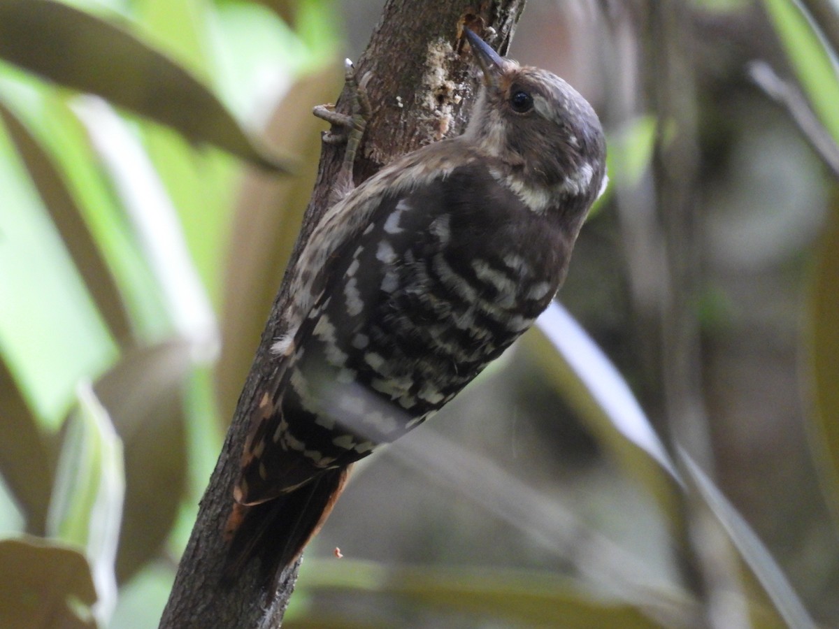 Kizuki Ağaçkakanı - ML638573849