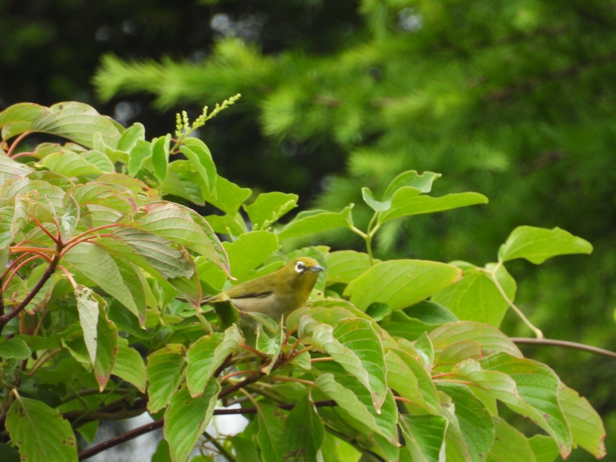 Japon Gözlükçüsü - ML638573865