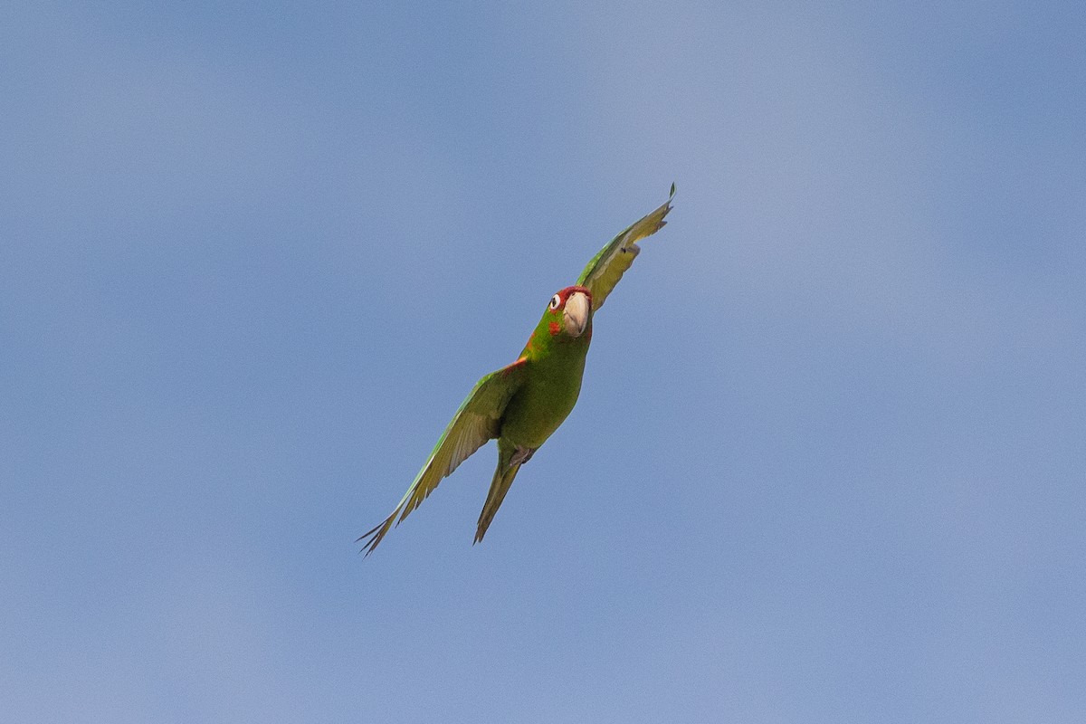 Mitred Parakeet - ML638573945