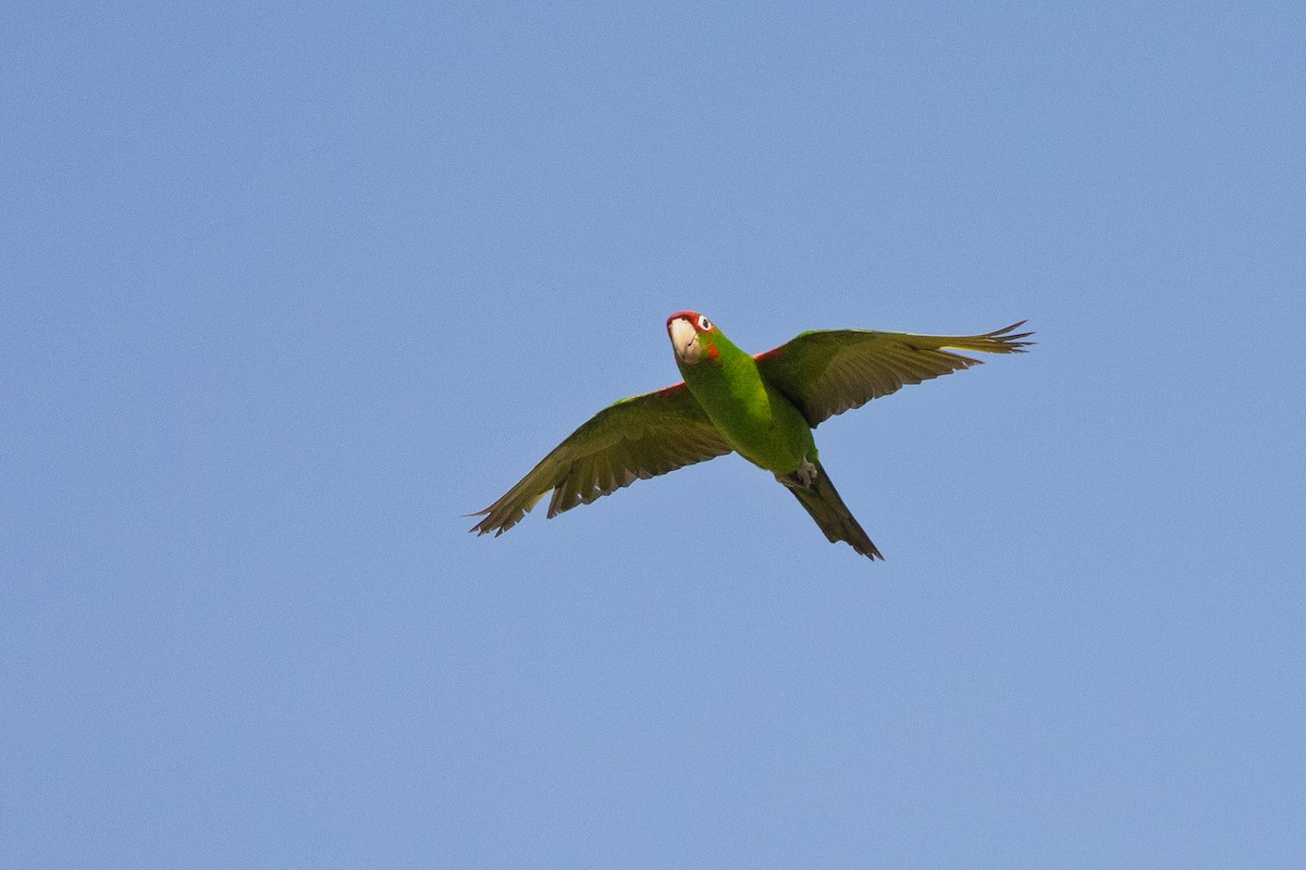 Mitred Parakeet - ML638573946