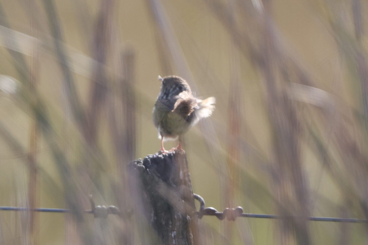 Grass Wren - ML638573970