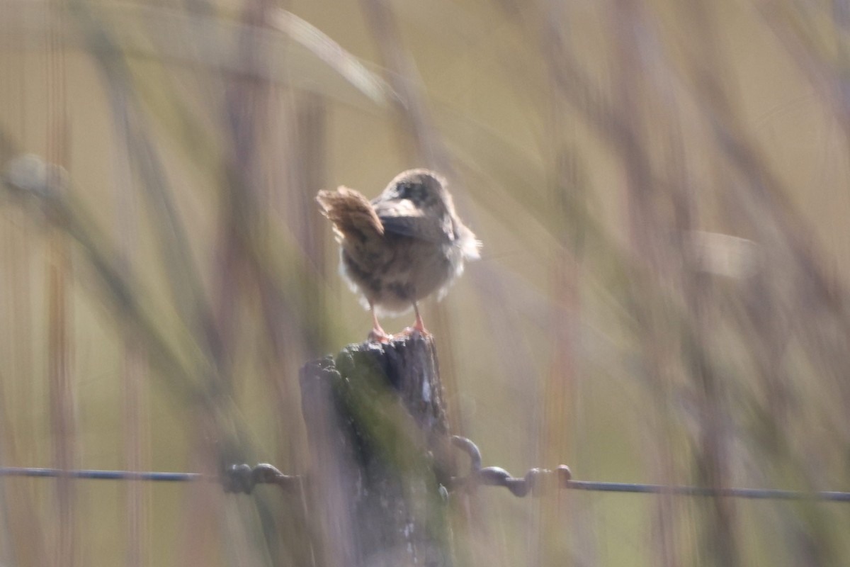 Grass Wren - ML638573971