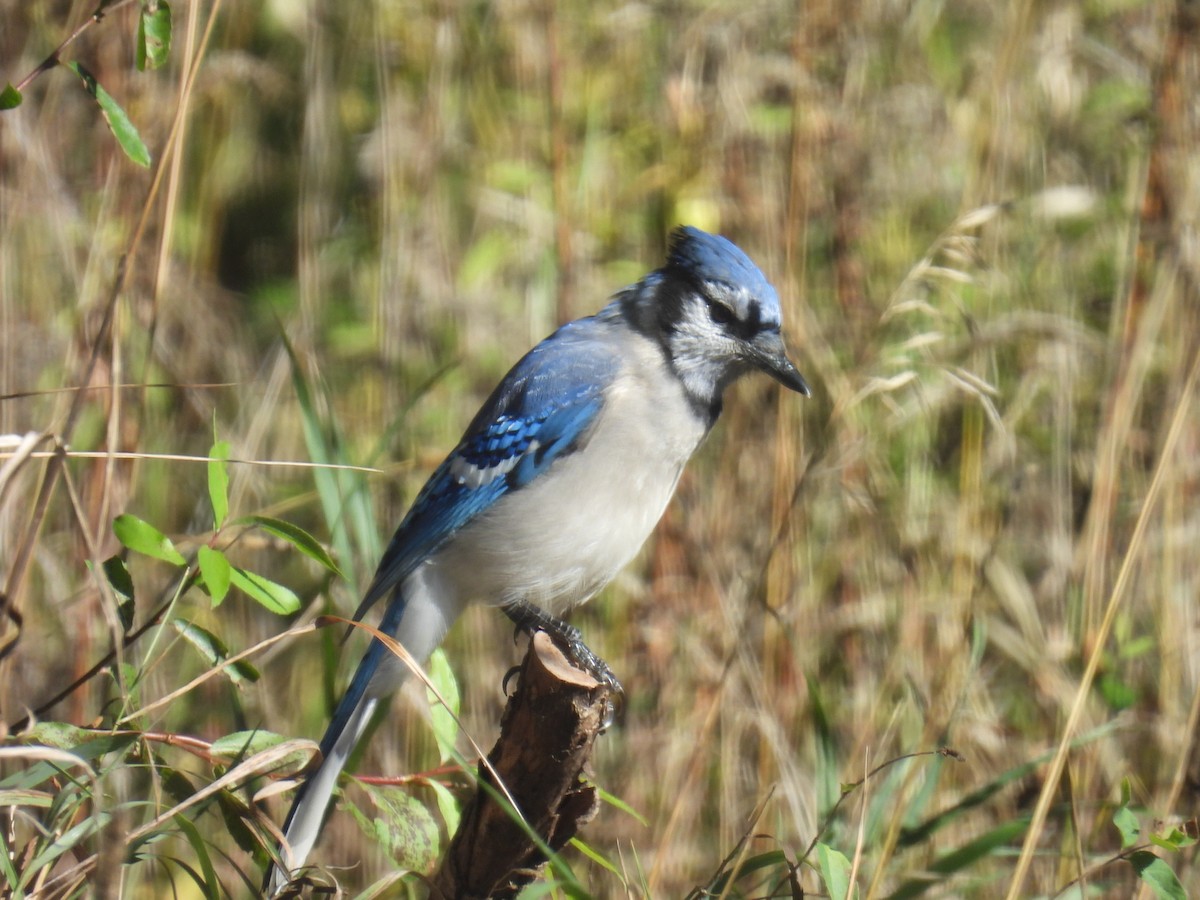 Blue Jay - ML638574024
