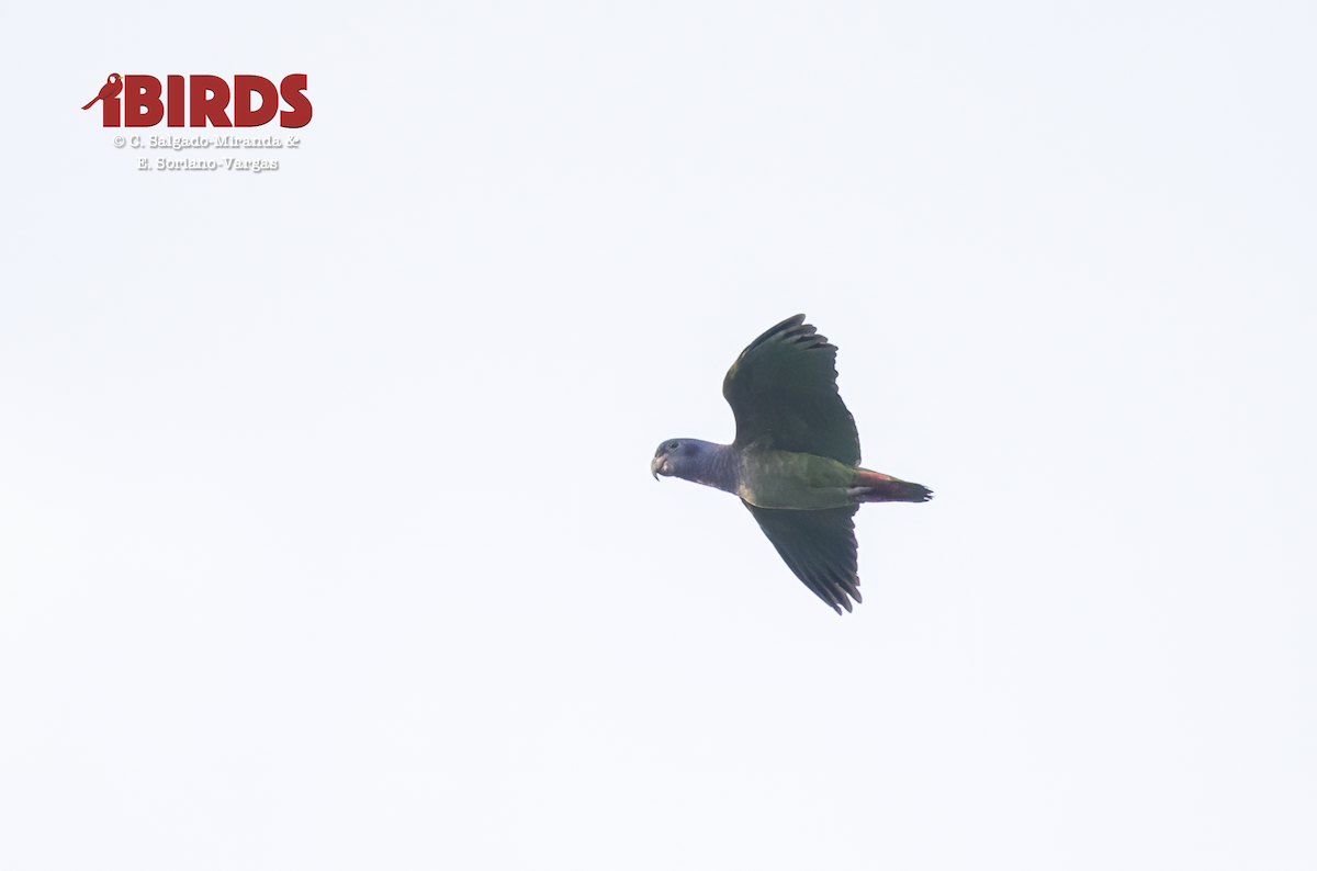 Blue-headed Parrot - ML638574034