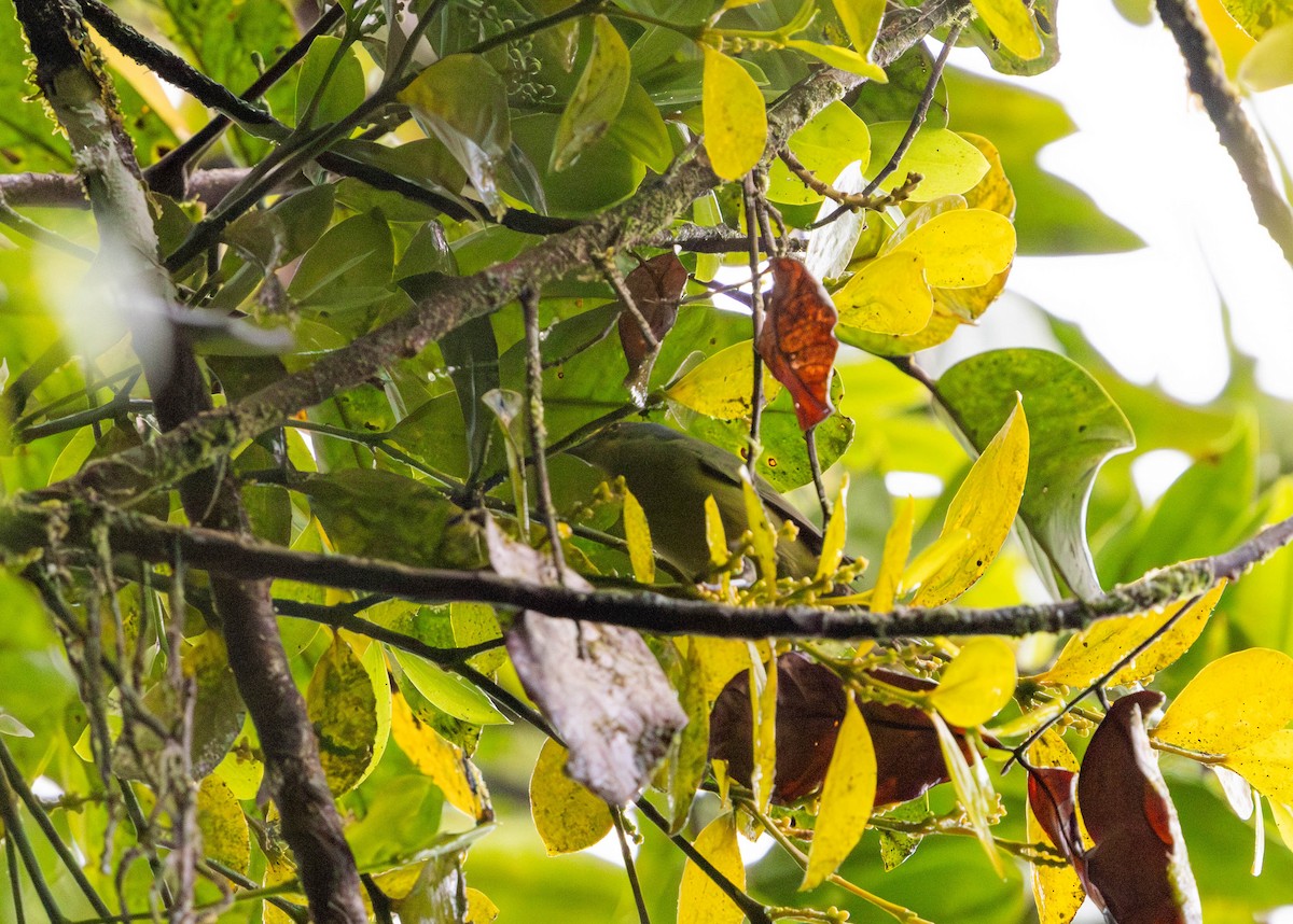Lesser Antillean Euphonia - ML638574051