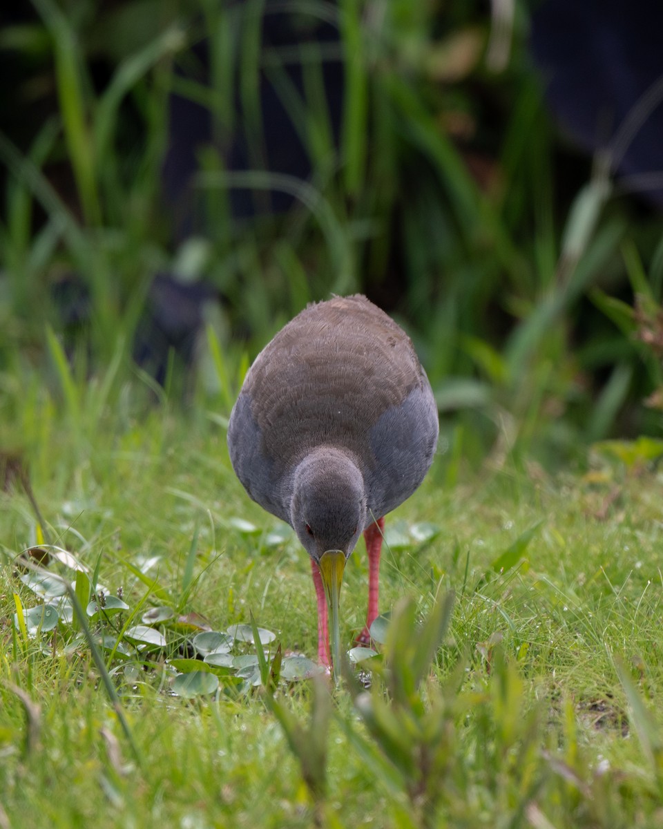 Blackish Rail - ML638574066