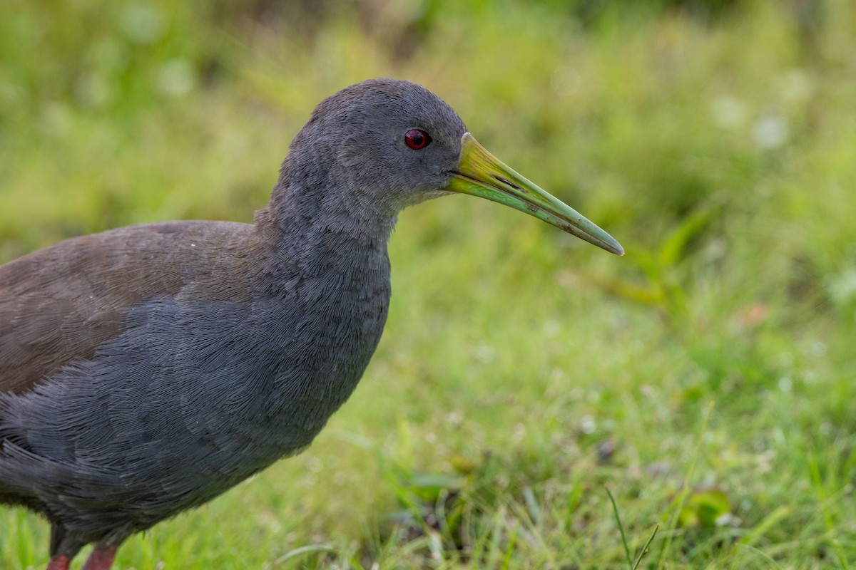 Blackish Rail - ML638574067