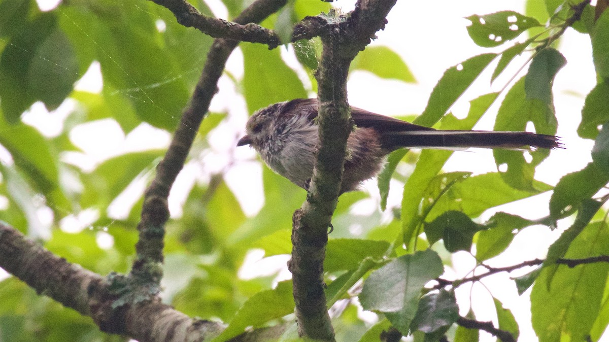 Long-tailed Tit - ML638574095