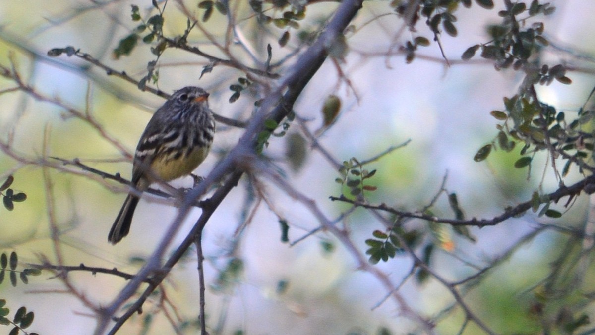 Yellow-billed Tit-Tyrant - ML638574108