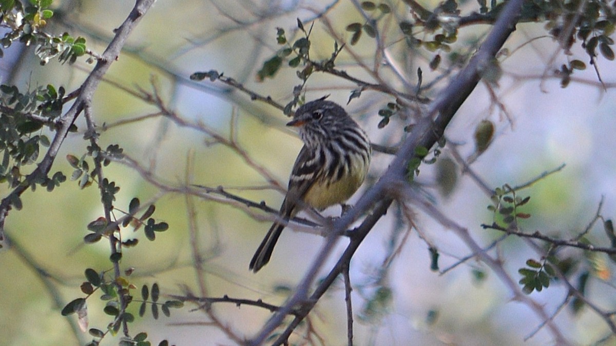 Yellow-billed Tit-Tyrant - ML638574109