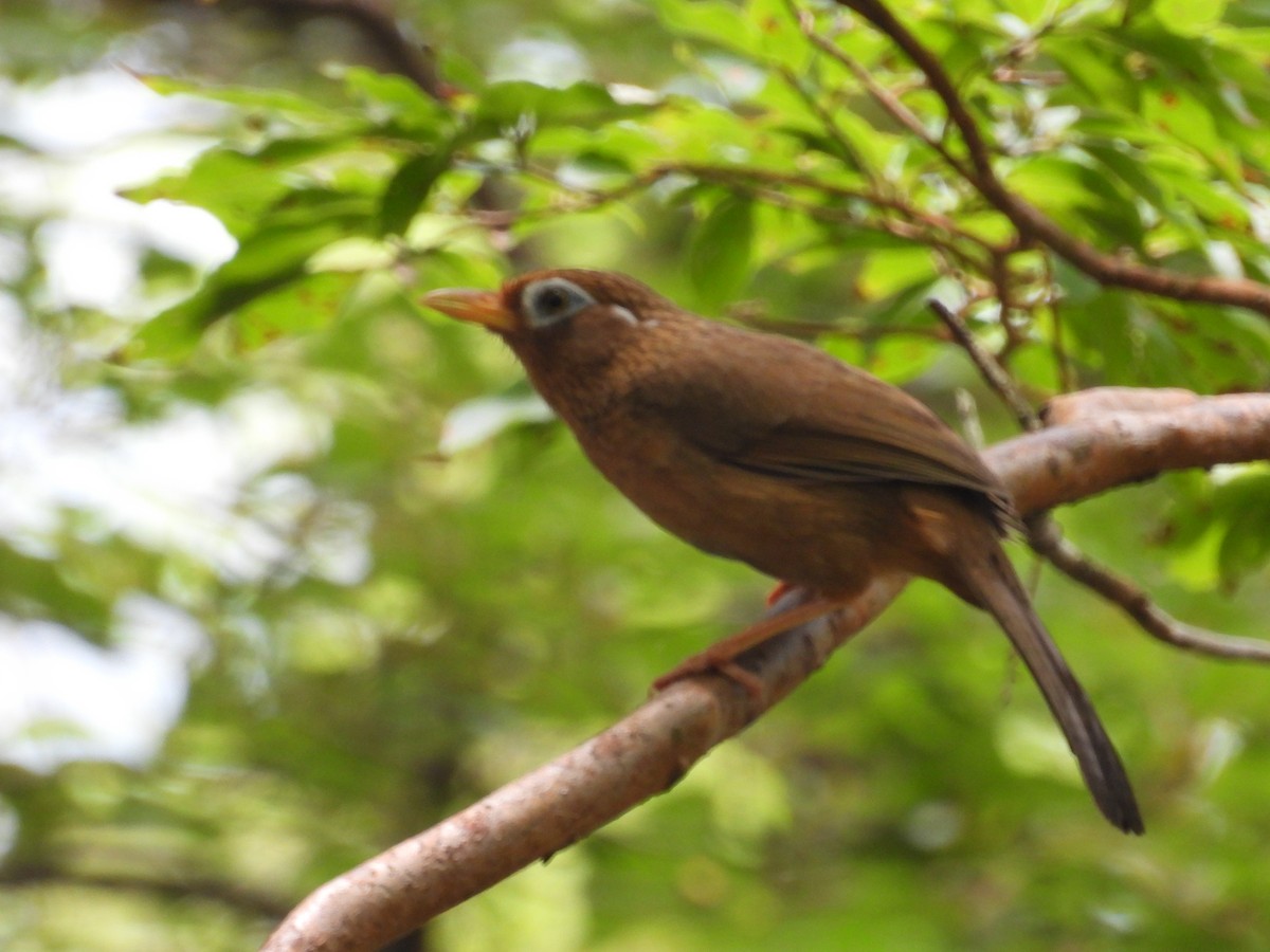 Sürmeli Gevezeardıç - ML638574179