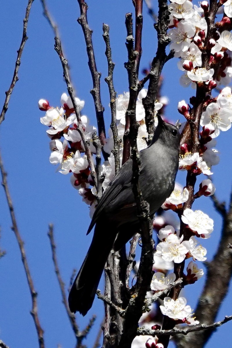 Кошачий пересмешник - ML638574190