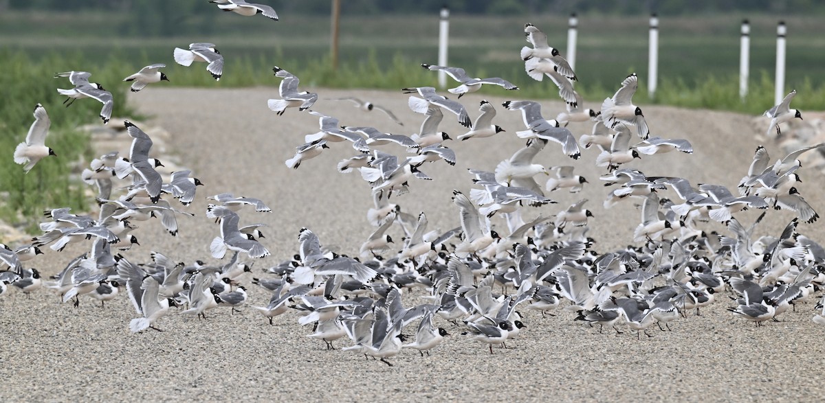 Franklin's Gull - ML638574205