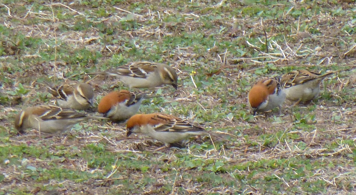 Russet Sparrow - ML638574234