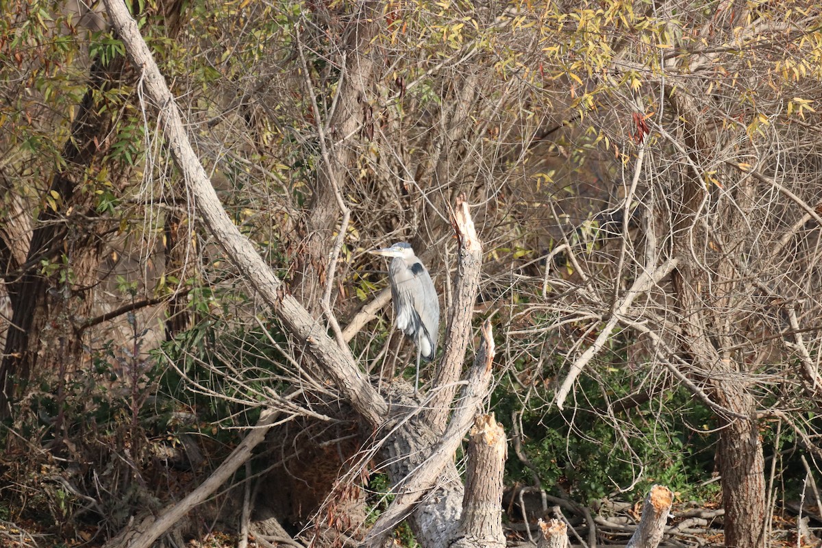Great Blue Heron - ML638574237