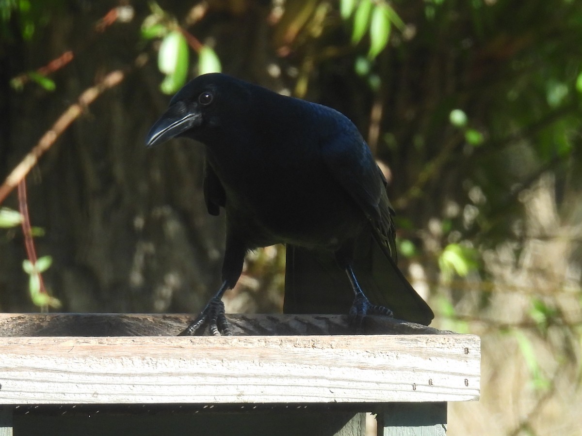 American Crow - ML638574238