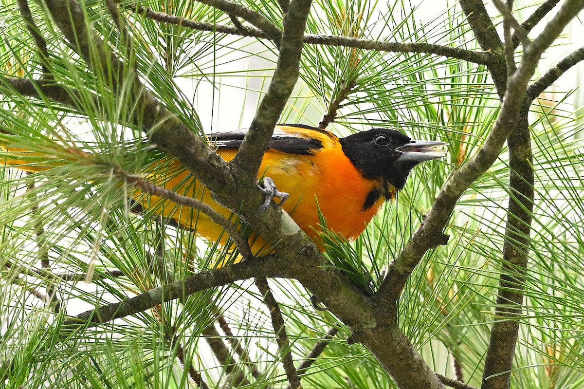 Baltimore Oriole - ML638574241