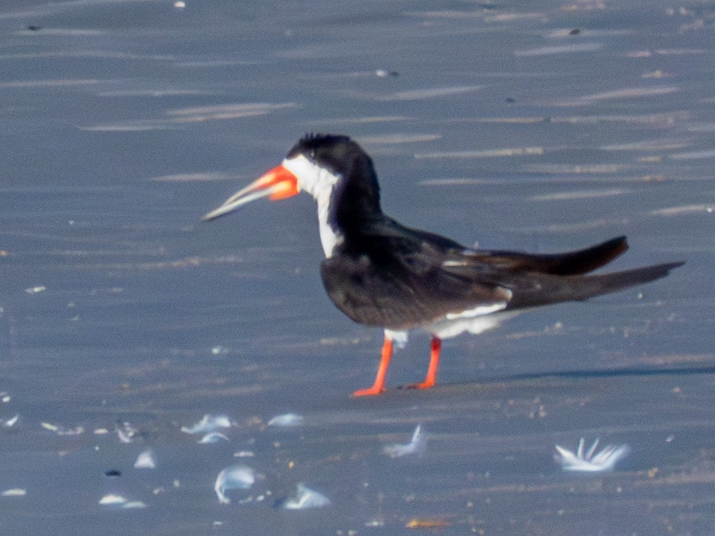 Black Skimmer - ML638574242