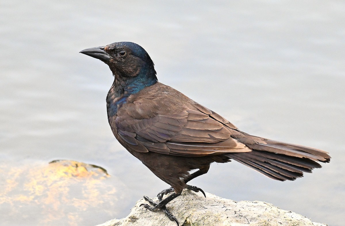 Common Grackle - ML638574243