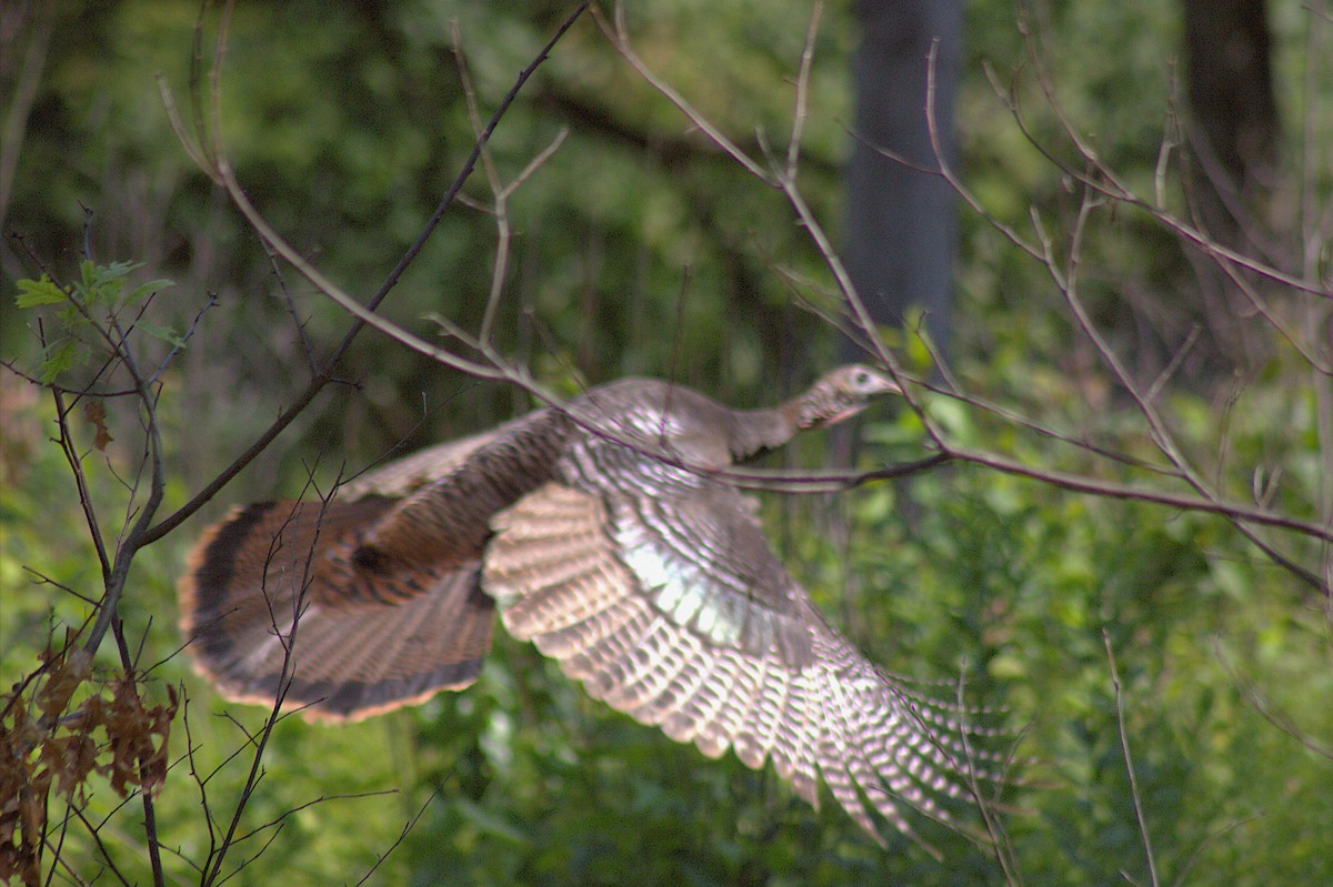 Wild Turkey - ML638574245