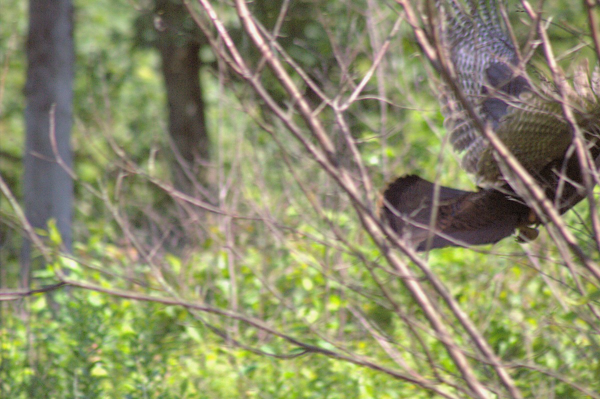 Wild Turkey - ML638574246