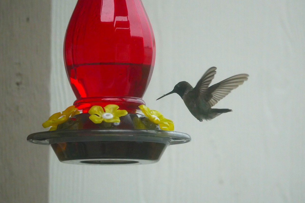 Black-chinned Hummingbird - ML638574249