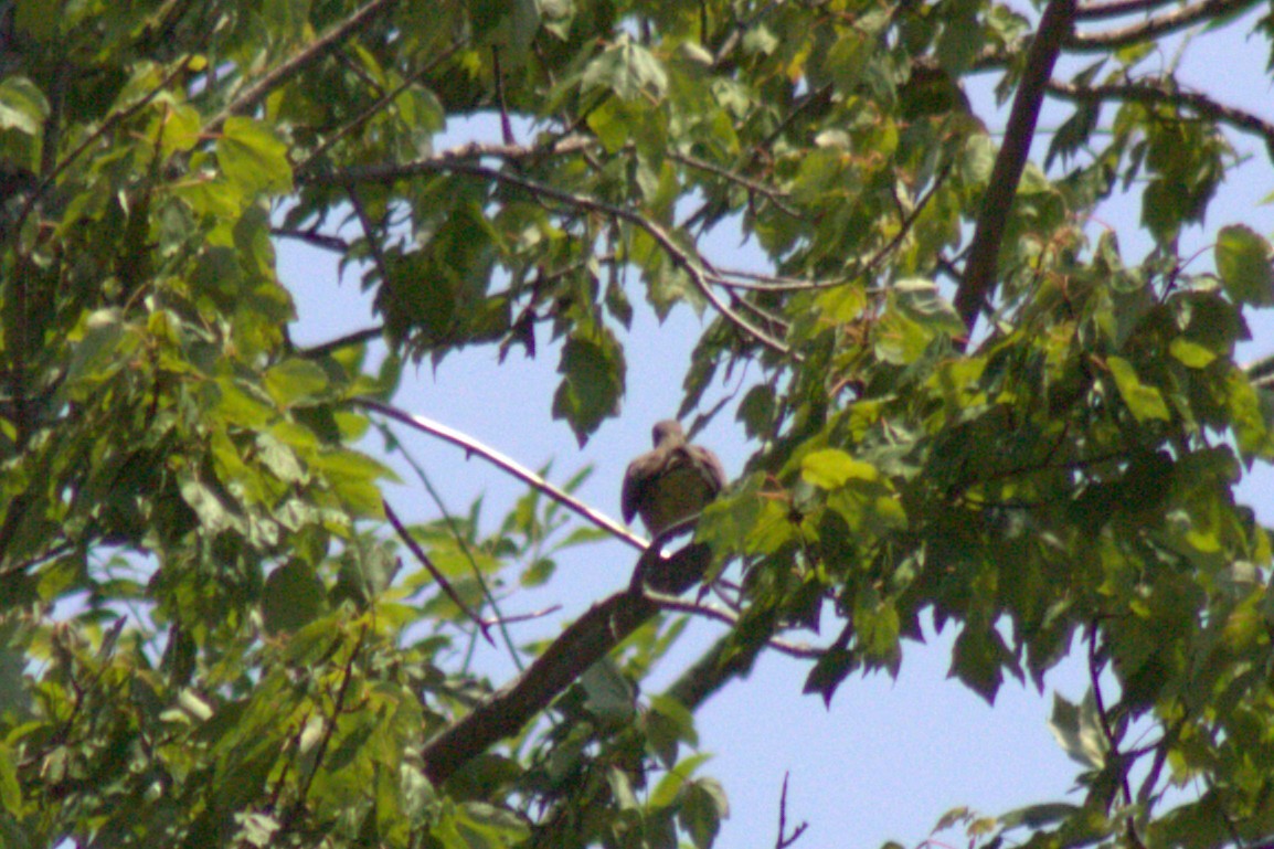 Mourning Dove - ML638574250