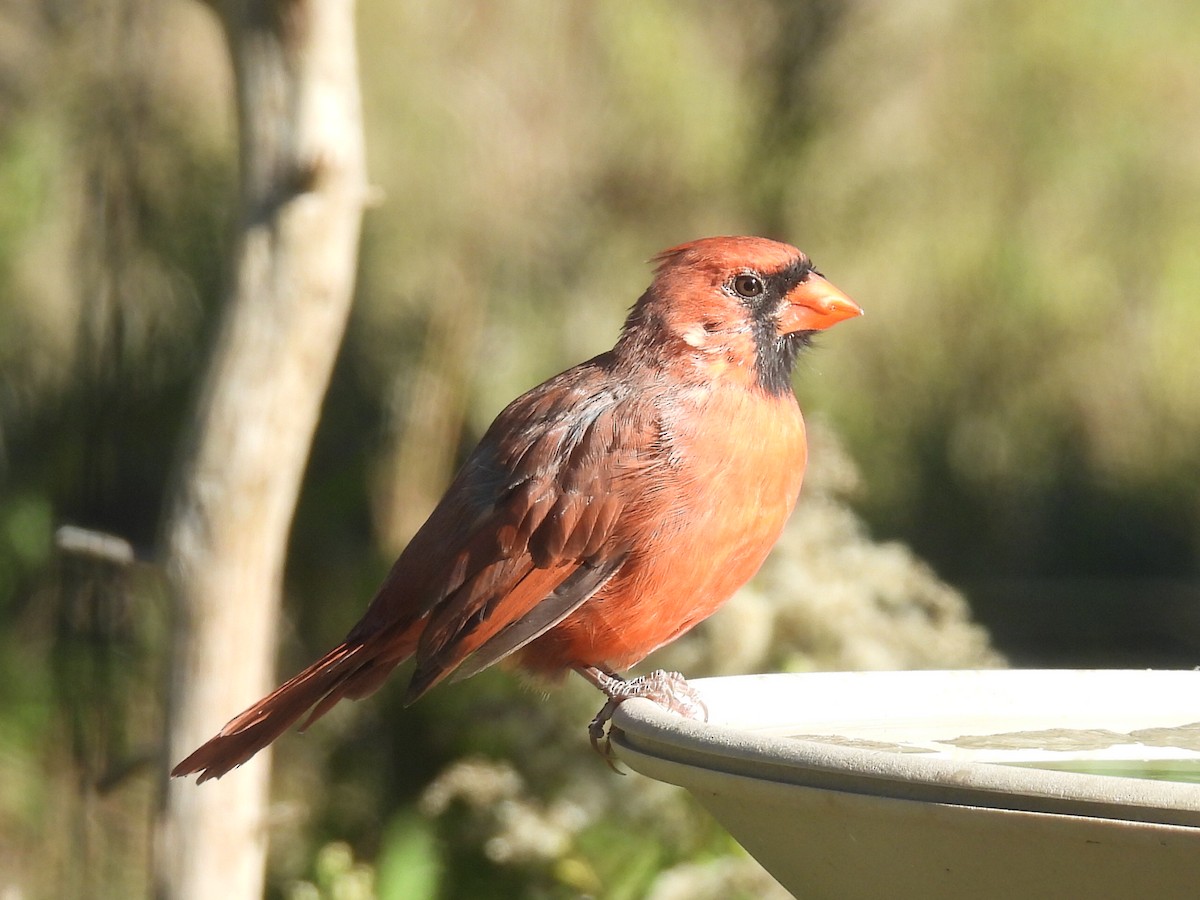 Northern Cardinal - ML638574252