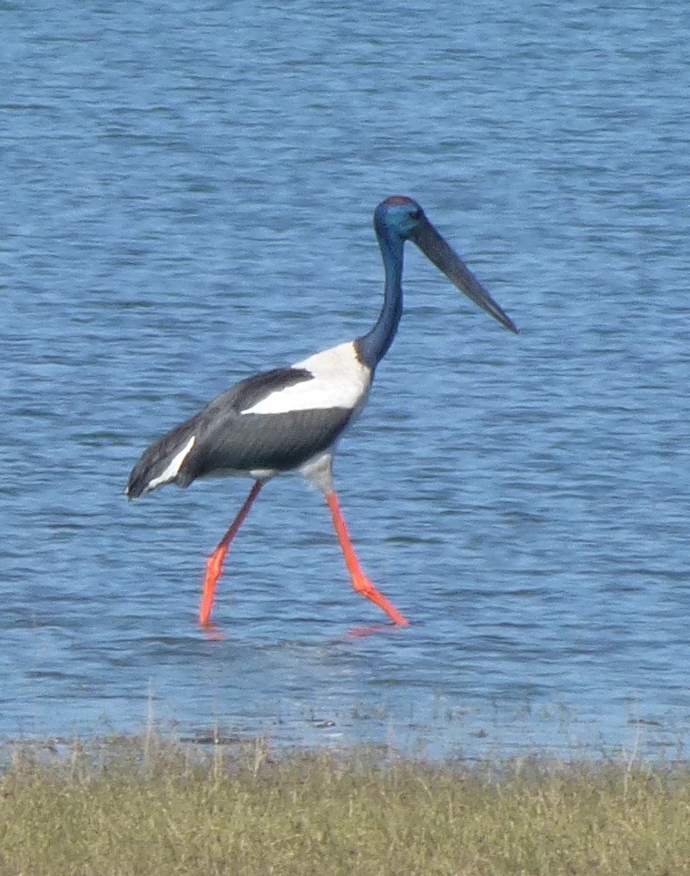 Black-necked Stork - ML638574253
