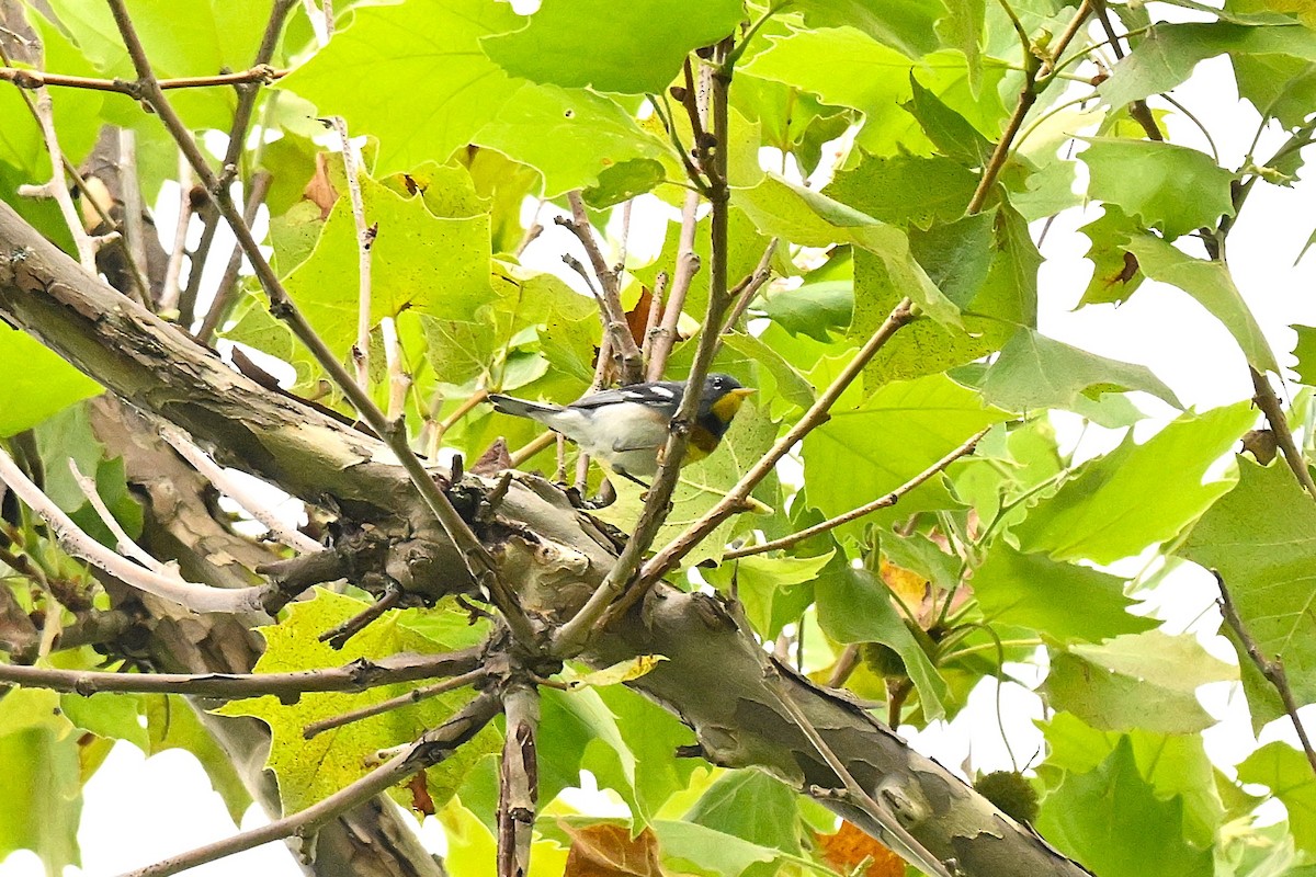 Northern Parula - ML638574254