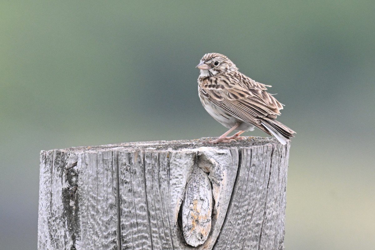 Vesper Sparrow - ML638574259