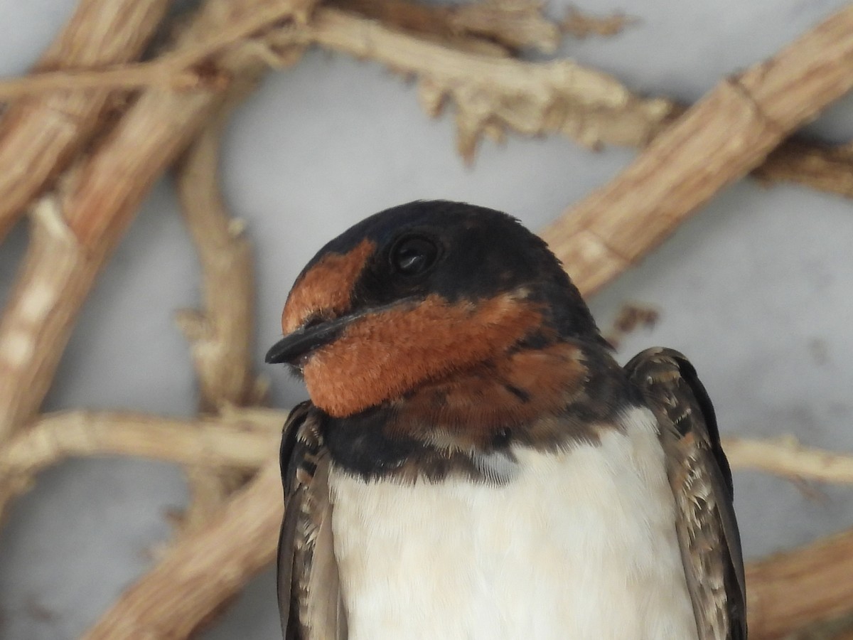 Kır Kırlangıcı - ML638574283