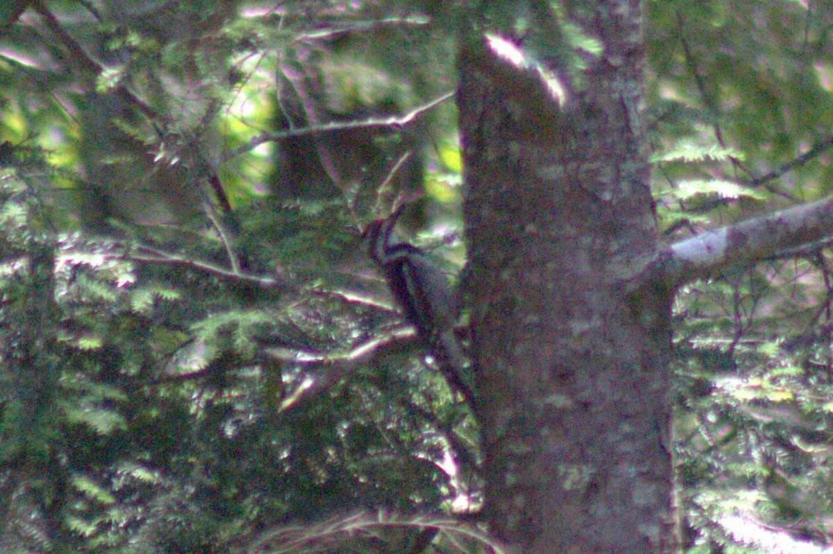 Yellow-bellied Sapsucker - ML638574285