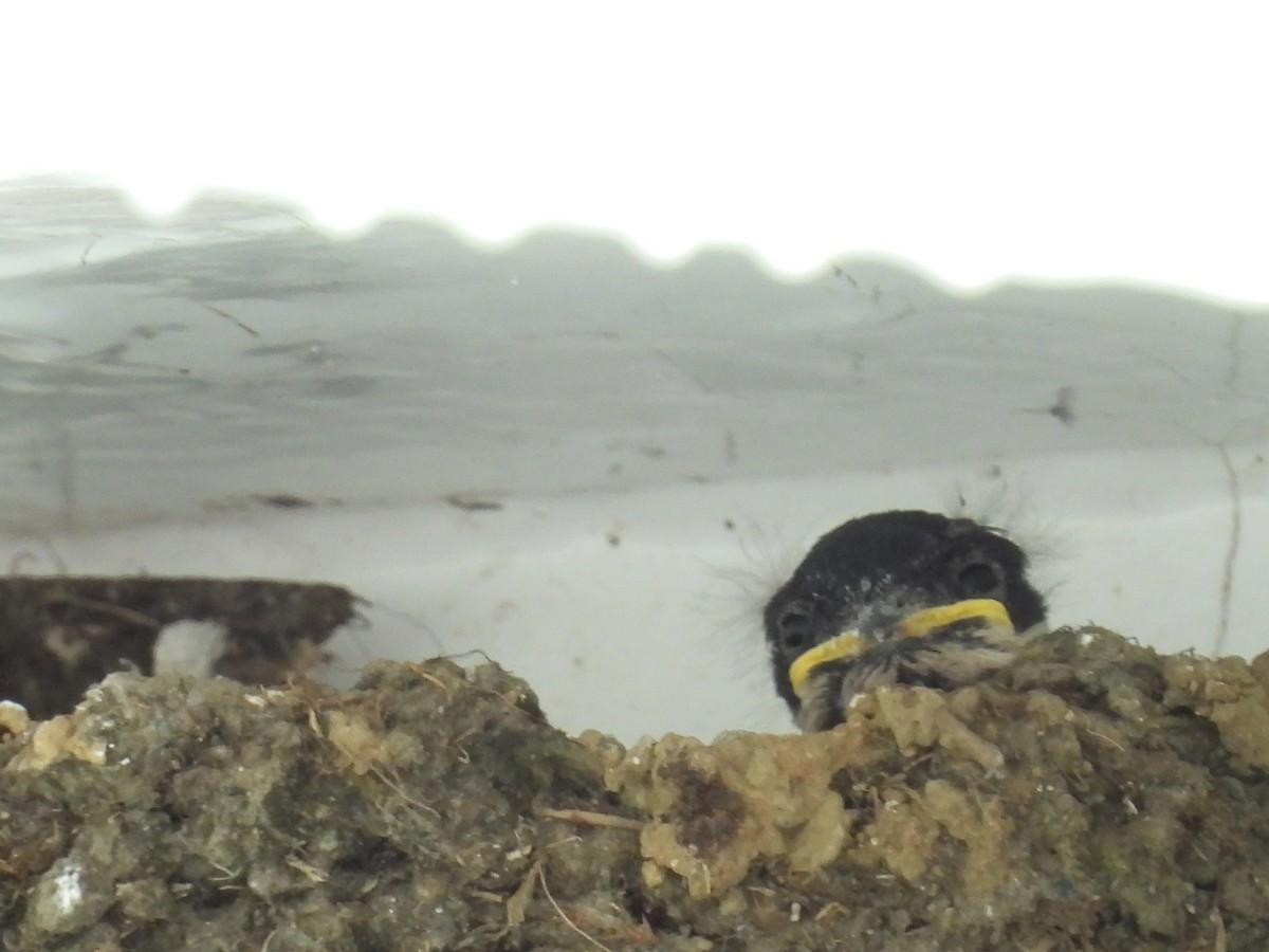 Kır Kırlangıcı - ML638574293