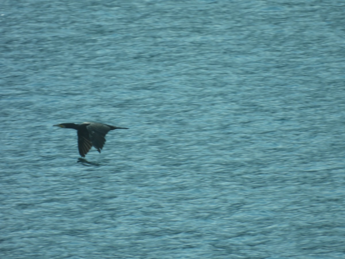 Karabatak - ML638574305