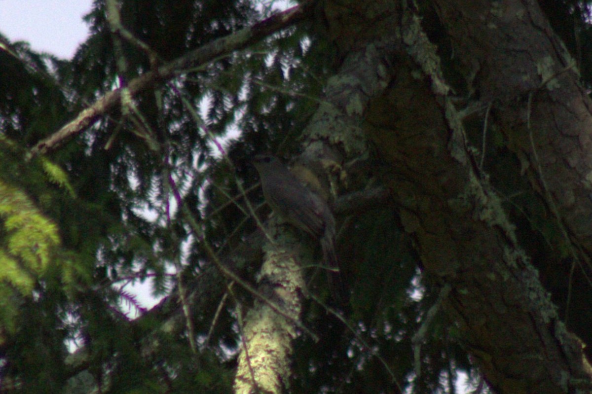 Gray Catbird - ML638574319
