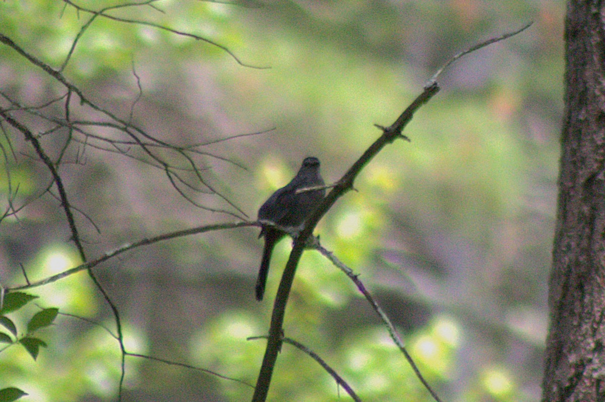 Gray Catbird - ML638574320
