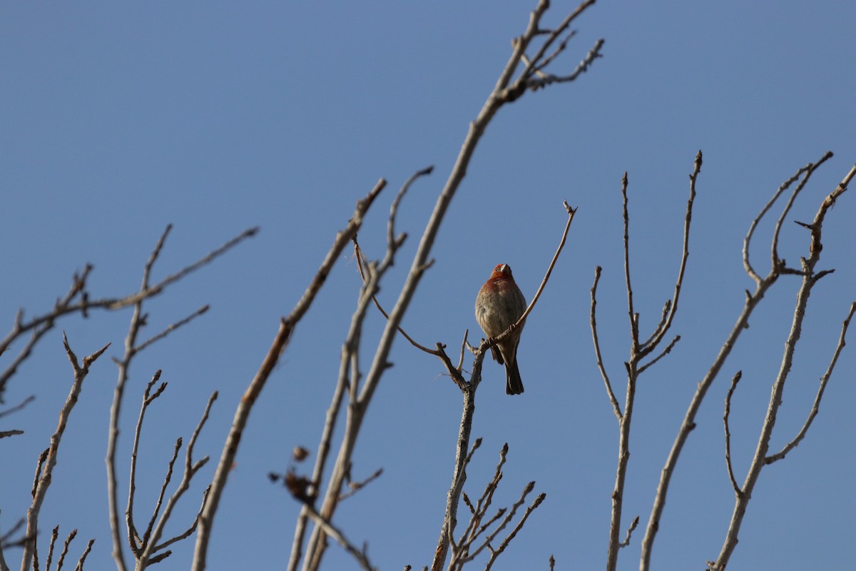 House Finch - ML638574322