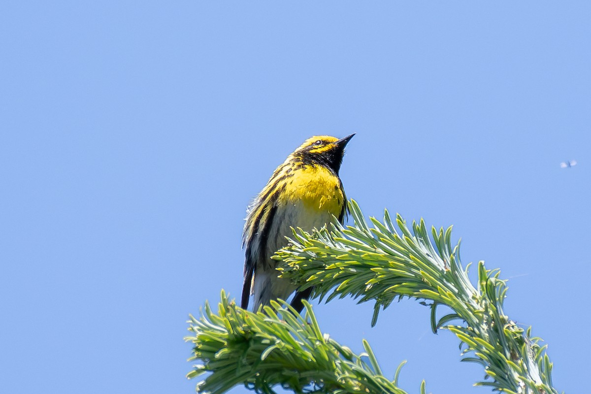 Townsend's Warbler - ML638574323