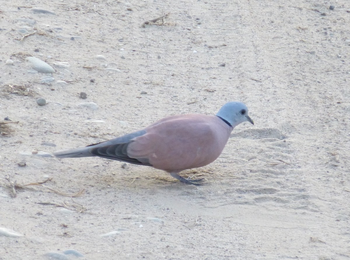 Red Collared-Dove - ML638574325
